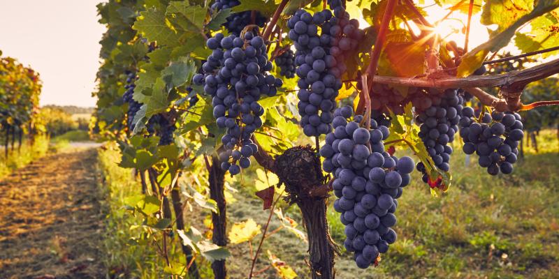 Purple grapes hanging on the vine with the sun shining through the leaves. 