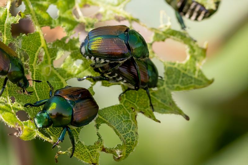 Several beetles eating their way through leaves on a tree.